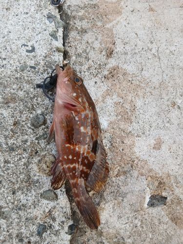 キジハタの釣果