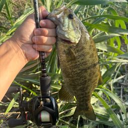 スモールマウスバス