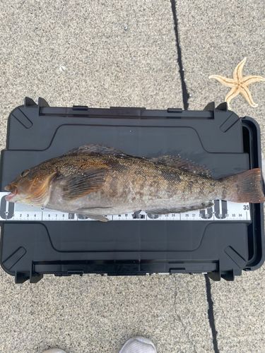 アイナメの釣果