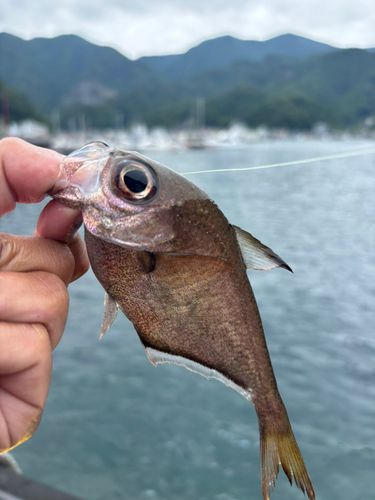 ツマグロハタンポの釣果