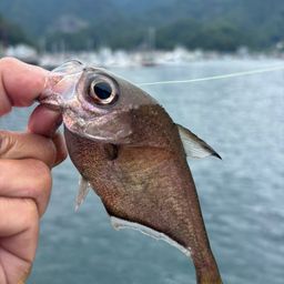 ツマグロハタンポ