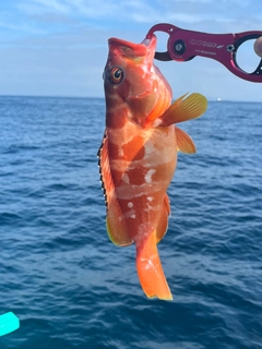 アカハタの釣果