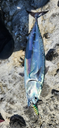 ソウダガツオの釣果