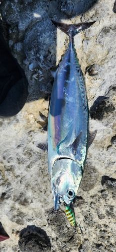 ソウダガツオの釣果