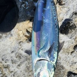 ソウダガツオ