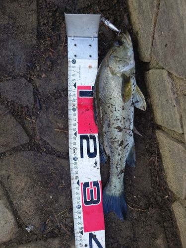 フッコ（マルスズキ）の釣果