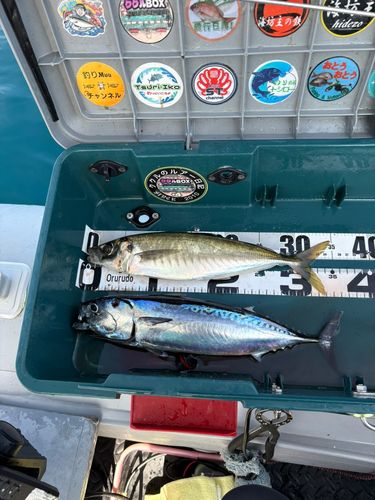 マルアジの釣果