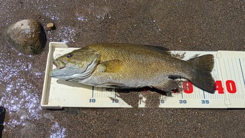 スモールマウスバスの釣果