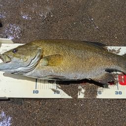 スモールマウスバス