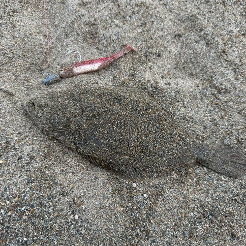 ソゲの釣果