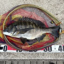 クロダイ