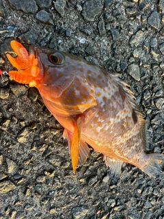 アコウの釣果