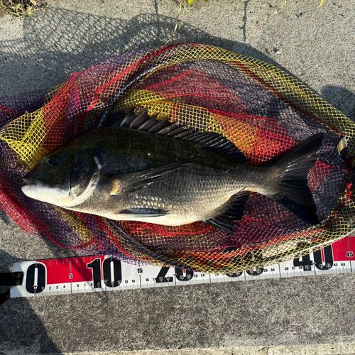 クロダイの釣果