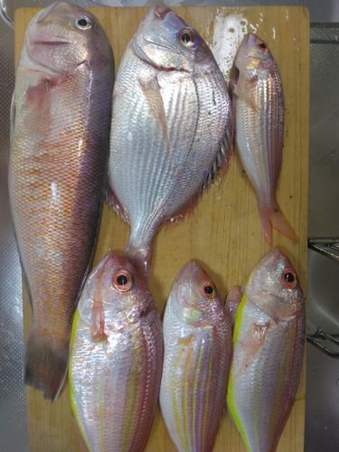 シロアマダイの釣果