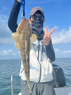 マゴチの釣果
