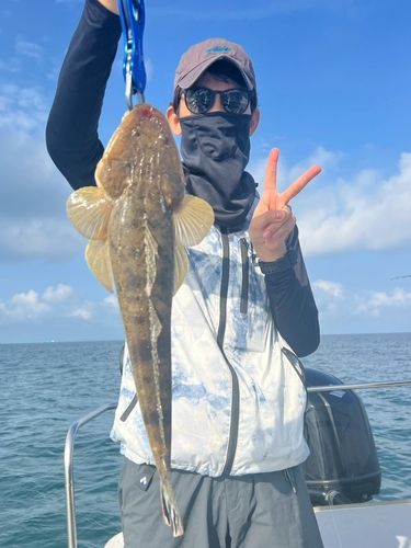 マゴチの釣果