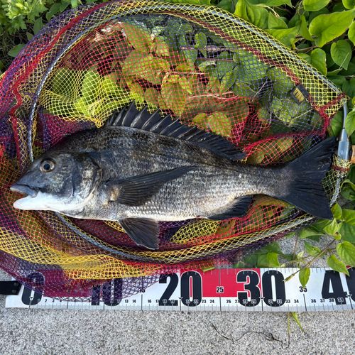 クロダイの釣果
