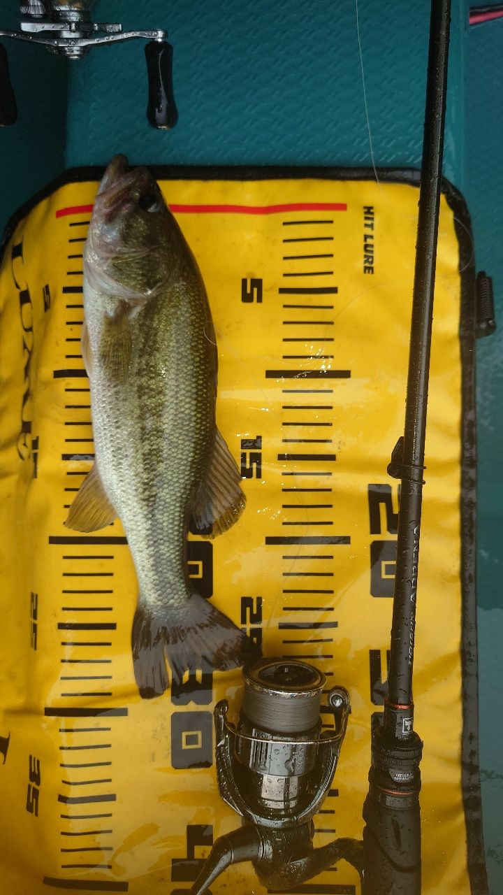 ラージマウスバス