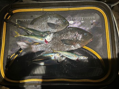 メジナの釣果