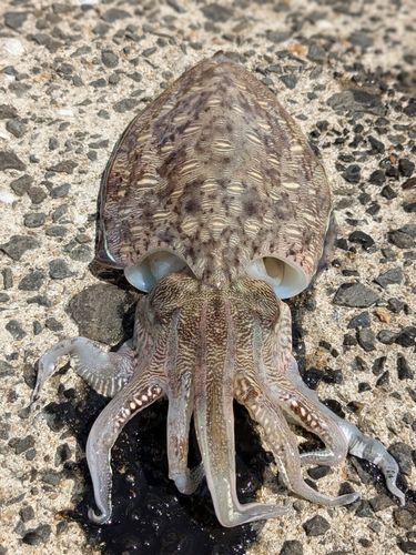 モンゴウイカの釣果