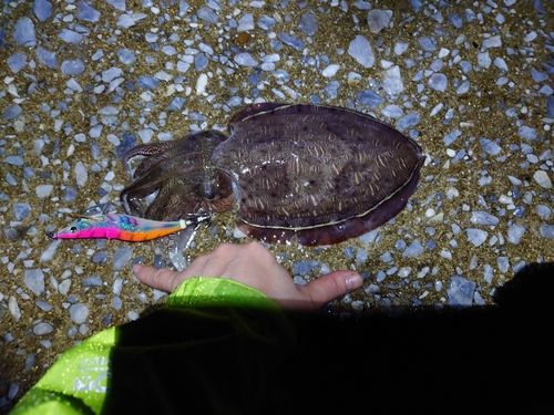 モンゴウイカの釣果