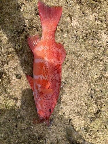 アカジンミーバイの釣果