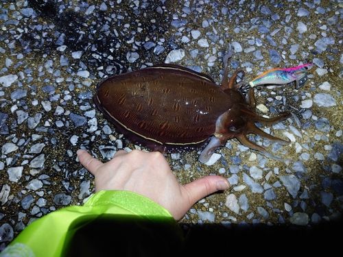モンゴウイカの釣果