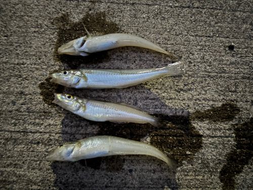 シロギスの釣果