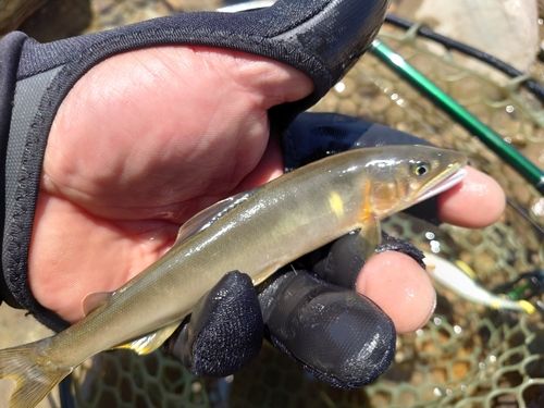 アユの釣果