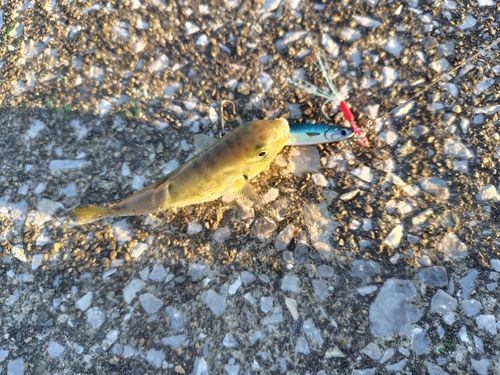 シロサバフグの釣果