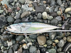 ヒラソウダの釣果