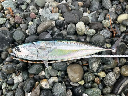 ヒラソウダの釣果