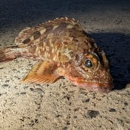 カサゴ