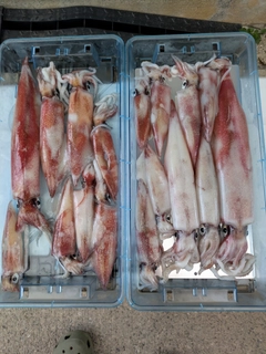 ケンサキイカの釣果