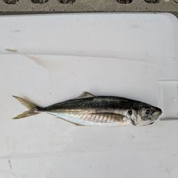 アジ