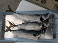 マサバの釣果
