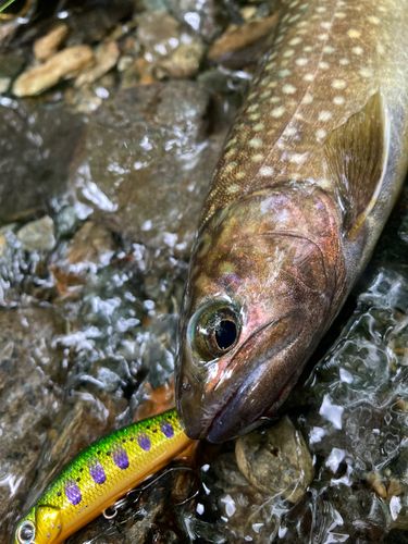 ヤマメの釣果