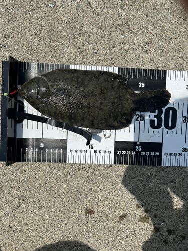 クロガシラガレイの釣果