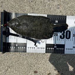 クロガシラガレイ