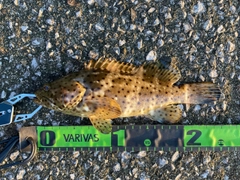 ヤイトハタの釣果