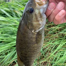 スモールマウスバス