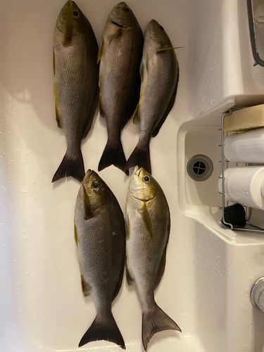 イサキの釣果