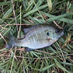 ブルーギル