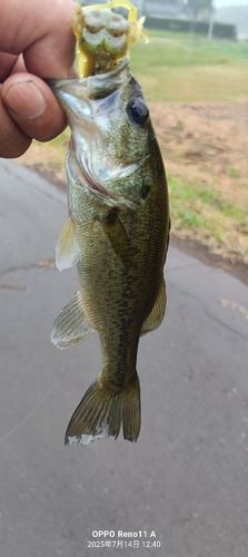 ブラックバスの釣果