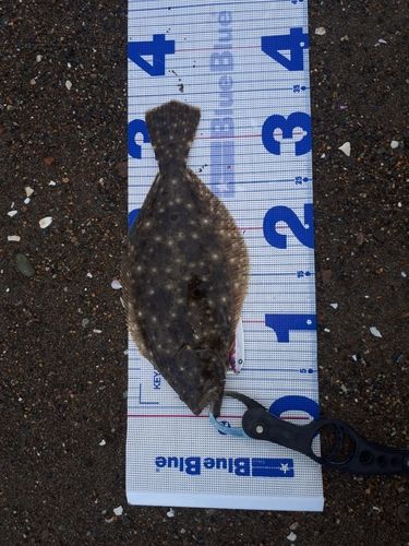 ソゲの釣果