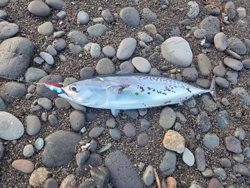 マルソウダの釣果