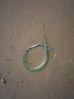 ダツの釣果