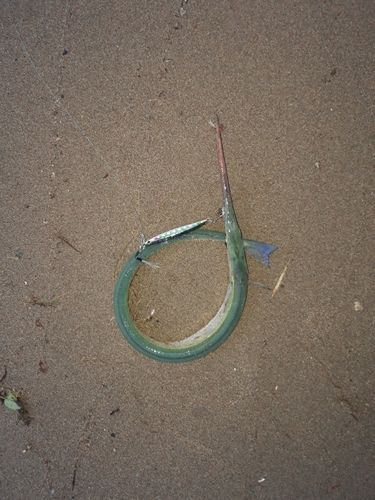 ダツの釣果