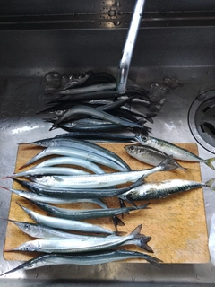サヨリの釣果