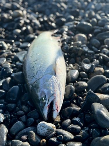 サクラマスの釣果